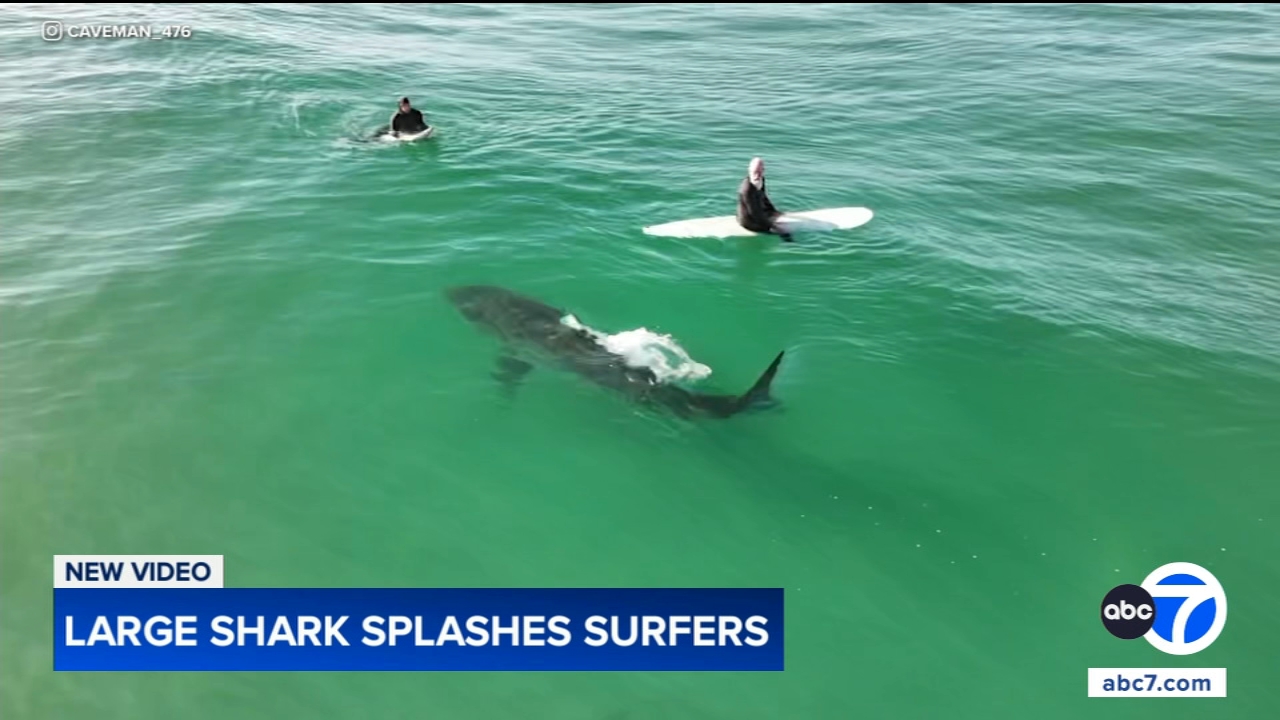 Shark swims near surfers, splashes one with its tail in close encounter off California coast, video shows
       — Libertyville Sports news
