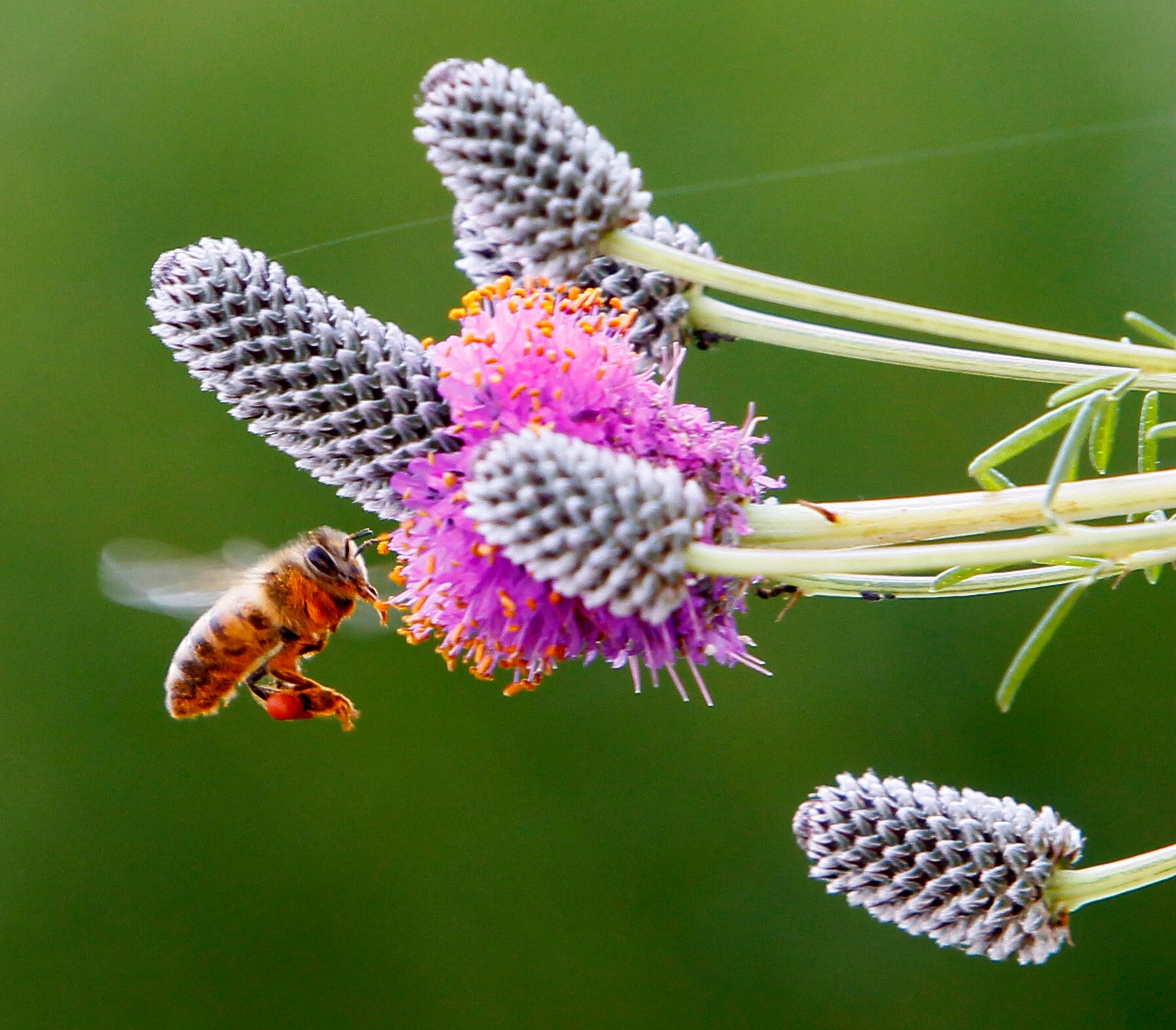 The sweet life: Stings don’t deter interest in beekeeping — Libertyville Schools news
